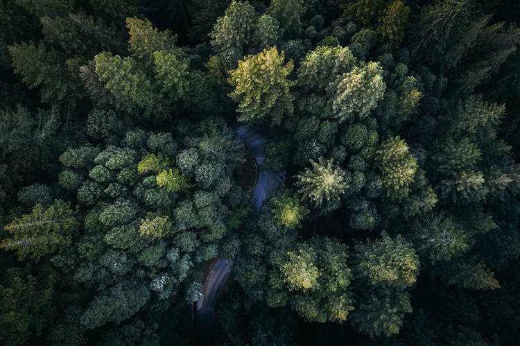 drone-forest-photo