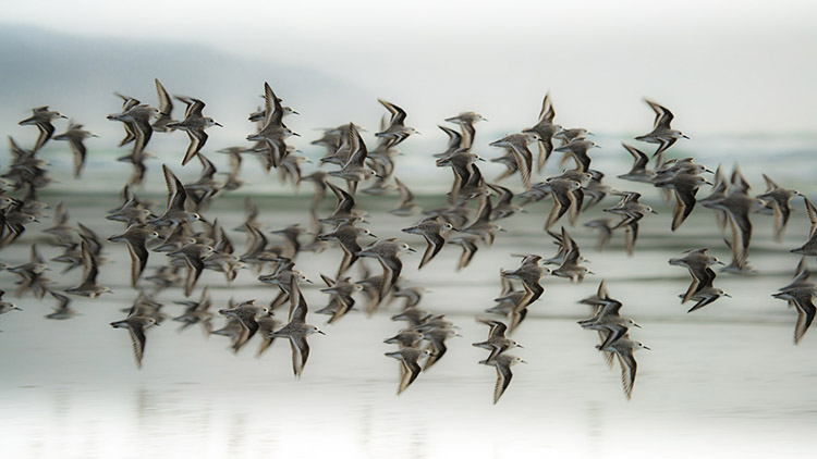 Conservation Media sanderlings