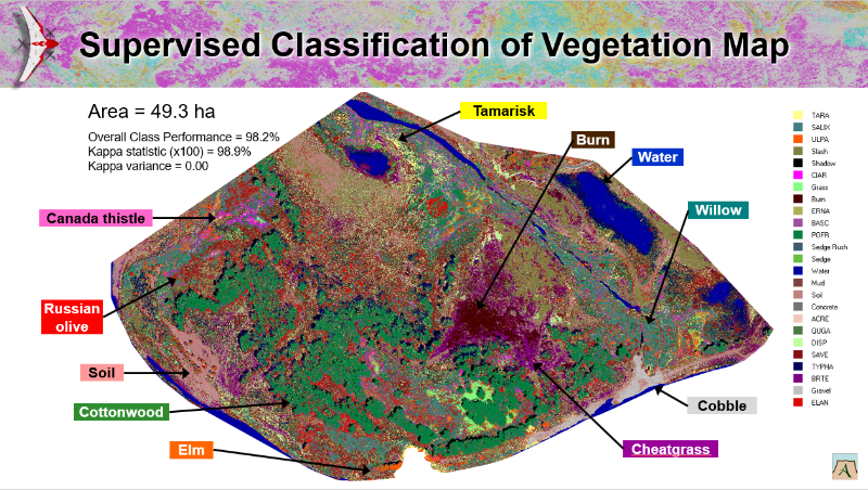 drones-ecology-identifying-plants