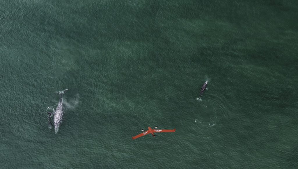 ocean alliance flightwave aero fixed wing drone whale research
