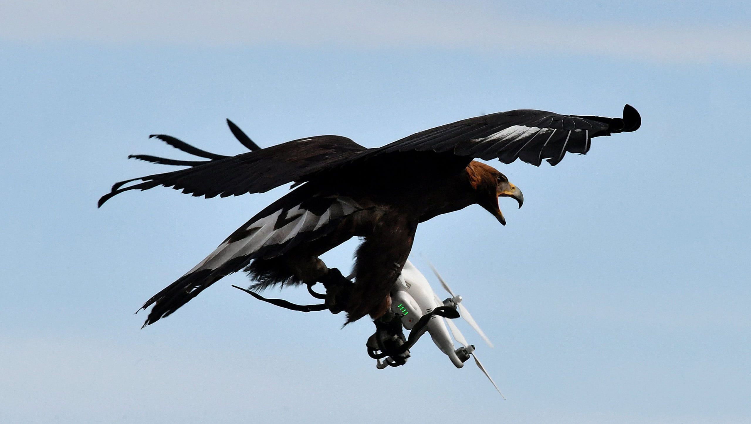 eagle drone capture