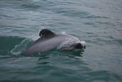 new zealand dolphins = could they be protected by drones and thermal cameras?