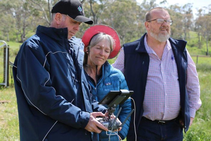 Using a drone to check on sheep health. Rae Young (centre) watches as the drone is used over her sheep.