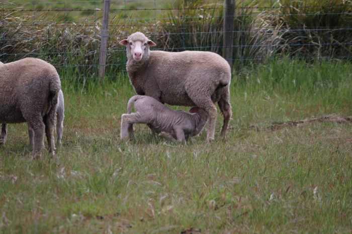 Lamb feeding off a ewe in a paddock in Tasmania November 2018 A lamb feeds off a ewe in a paddock in Tasmania.