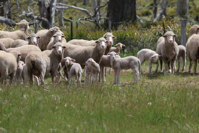 Ewes and lambs in paddock, Tasmania, November 2018 Ewes and lambs in a Tasmanian paddock.