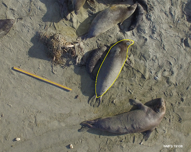 UC Santa Cruz, california costa lab use drones to estimate elephant seal weight