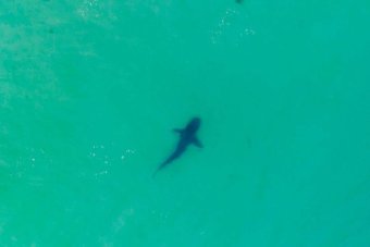 Birds eye view of dark outline of a bull shark swimming in shallow water 