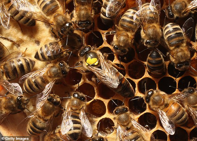 An important skill bees have is in judging 'optic flow', so that, like a human gazing out of a train window, they can gauge how close objects are by the fact that they appear to be moving faster than those farther away
