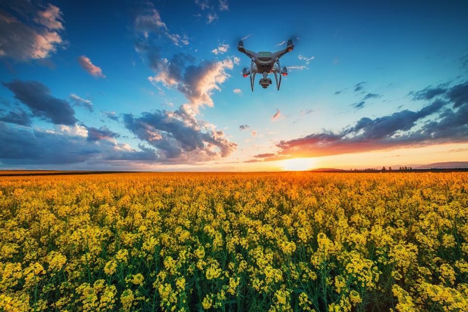 Flying drone over the rapeseed field at spring, dramatic sunset clouds