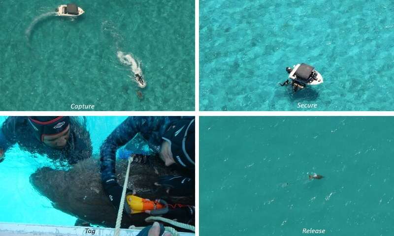 Drones driving community conservation of the dugong