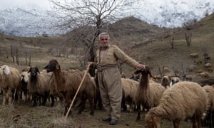 Barani Abdujubar Shexo, 67, tends to his flock of sheep in the hills surrounding Sheladze.