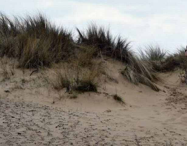 Sand dunes at Seaton Carew.