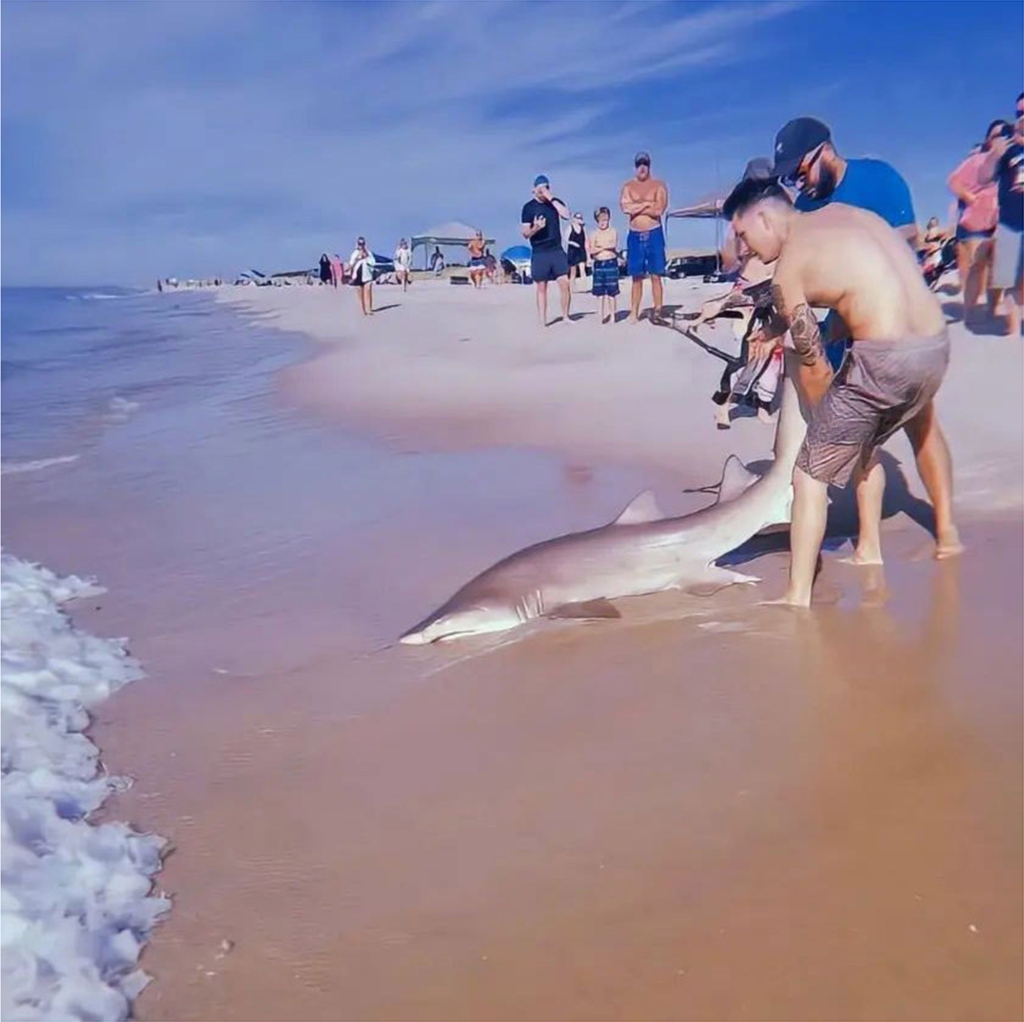 Last summer, the scene of a man wrestling a shark at Long Island's Smith Point Park went viral.