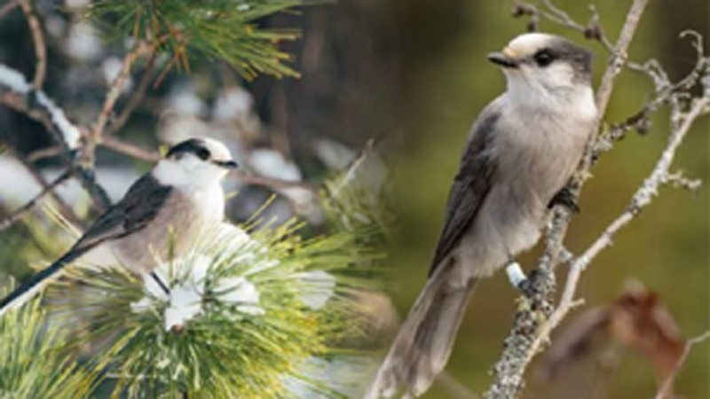 Biodiversity Protects Bird Species In Changing Climate: Study