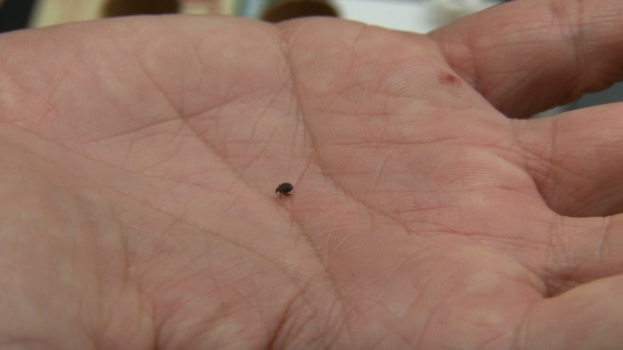 Mile a minute weevils are extremely small, but can be very expensive to get. (WBOY image)